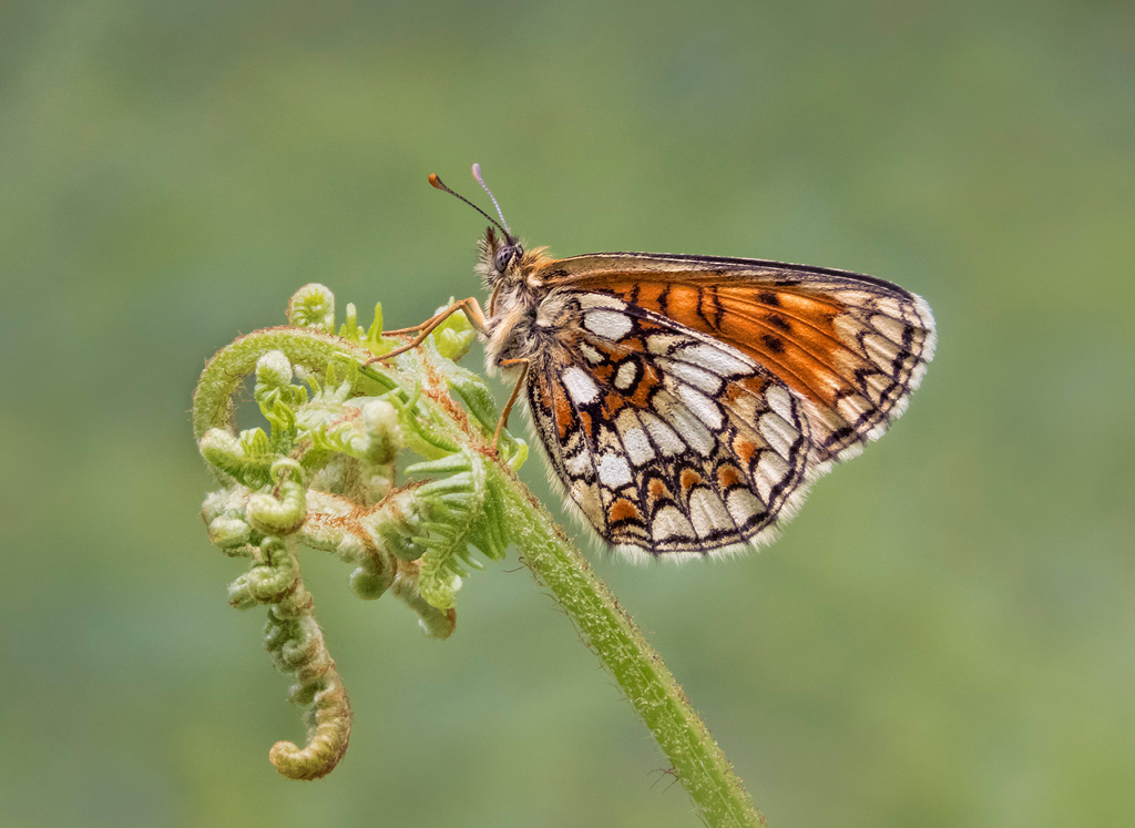 Heath Fritillary 5