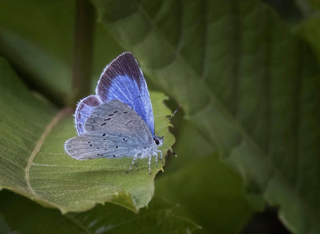 Holly Blue