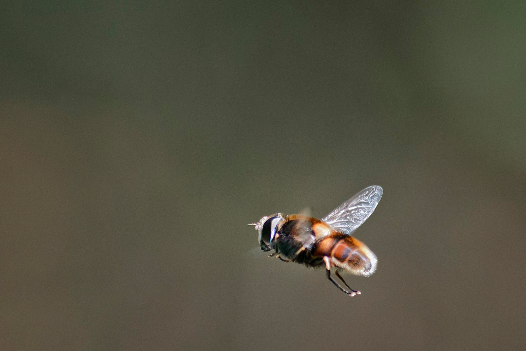 Hoverfly2