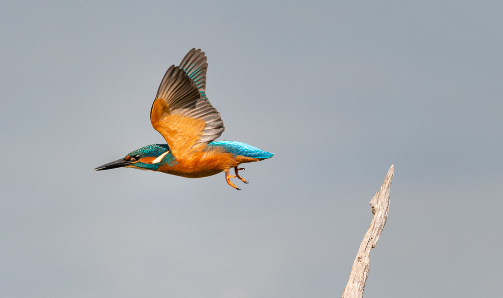 Kingfisher in Flight