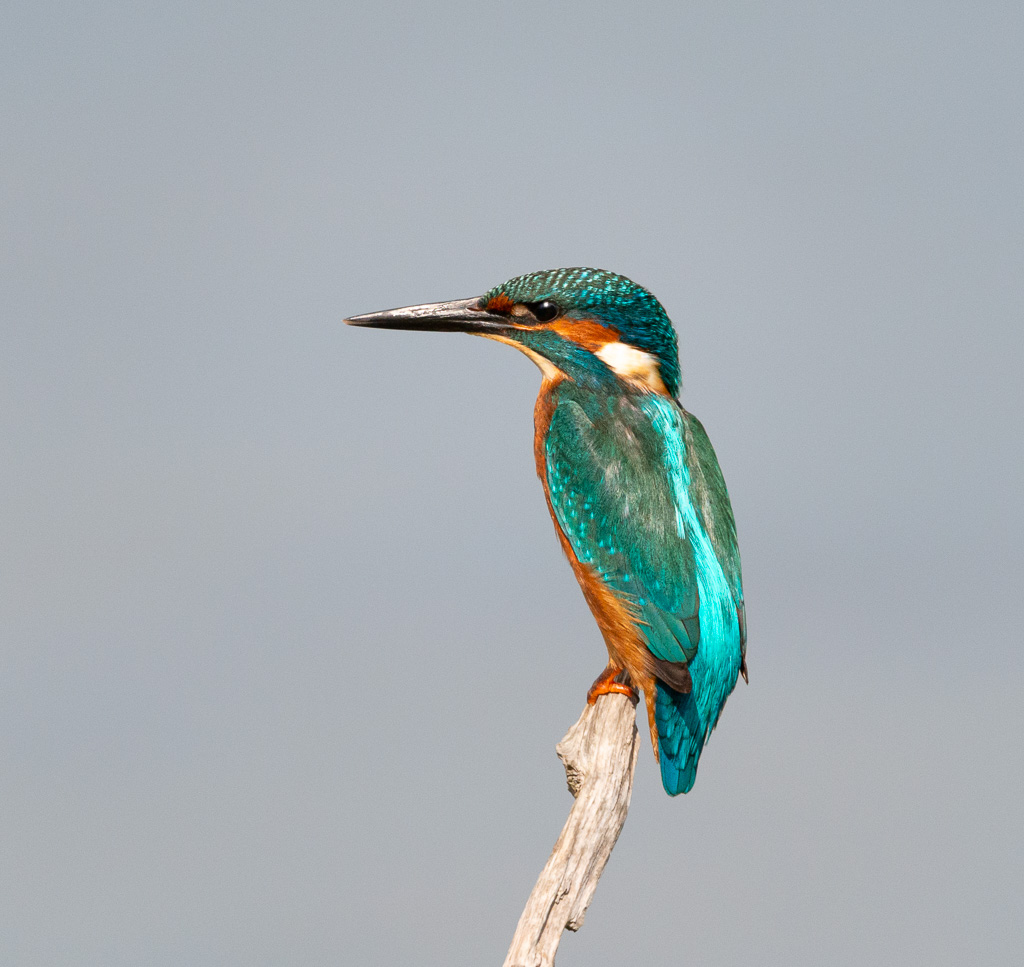 Kingfisher 11