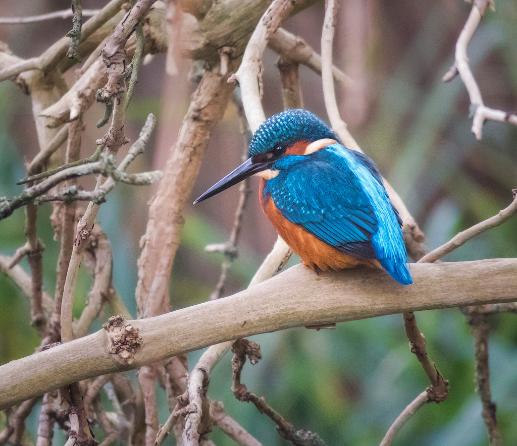 Kingfisher 4