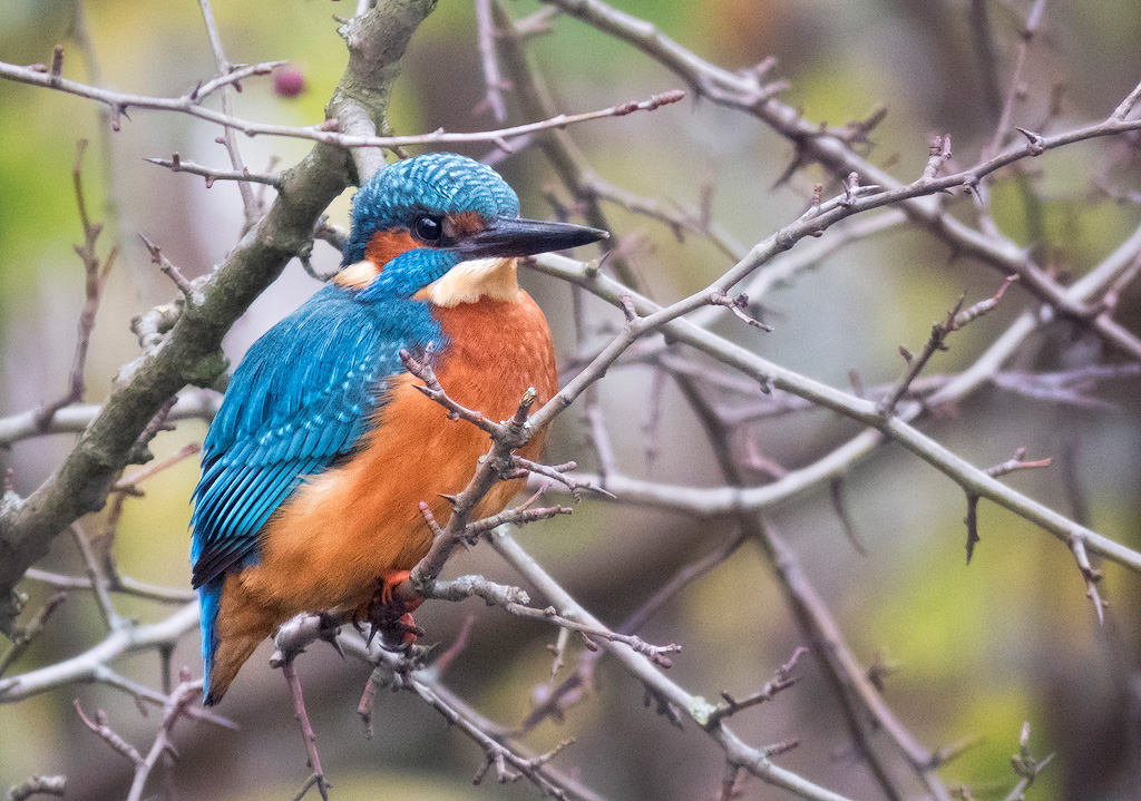 Kingfisher 5