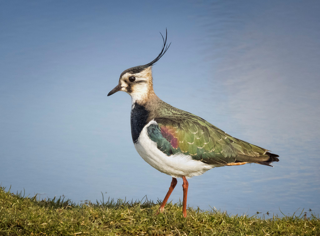 Lapwing 3