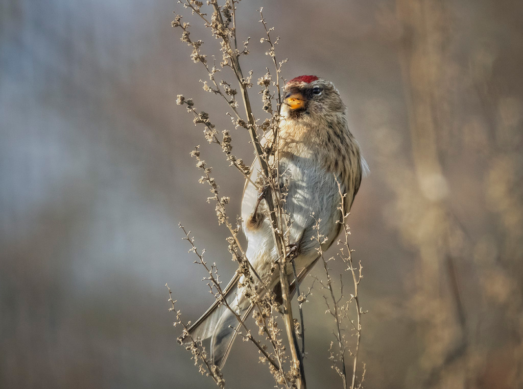 Lesser Redpoll 2