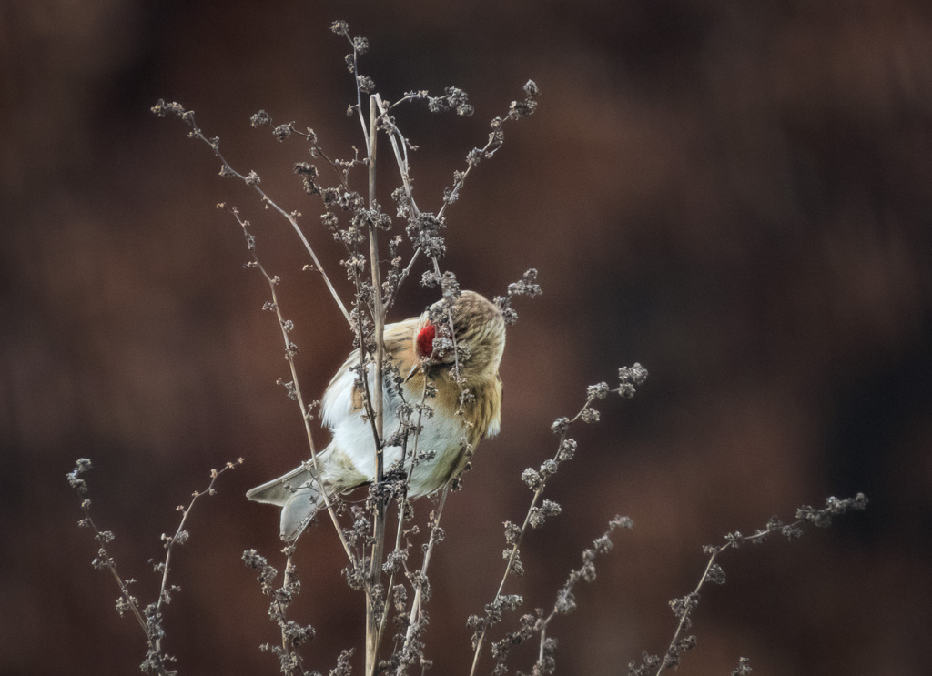 Lesser Redpoll 2