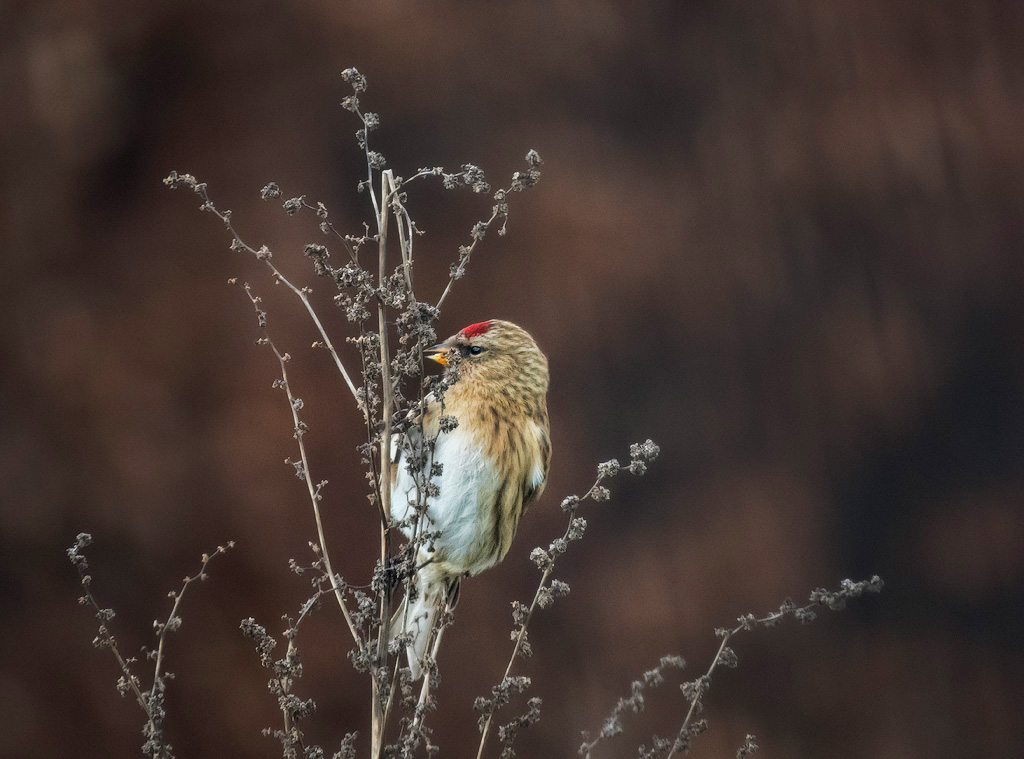 Lesser Redpoll 5