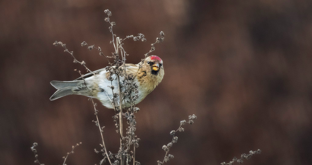 Lesser Redpoll 6