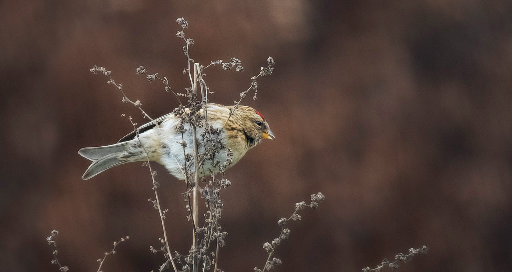 Lesser Redpoll 7