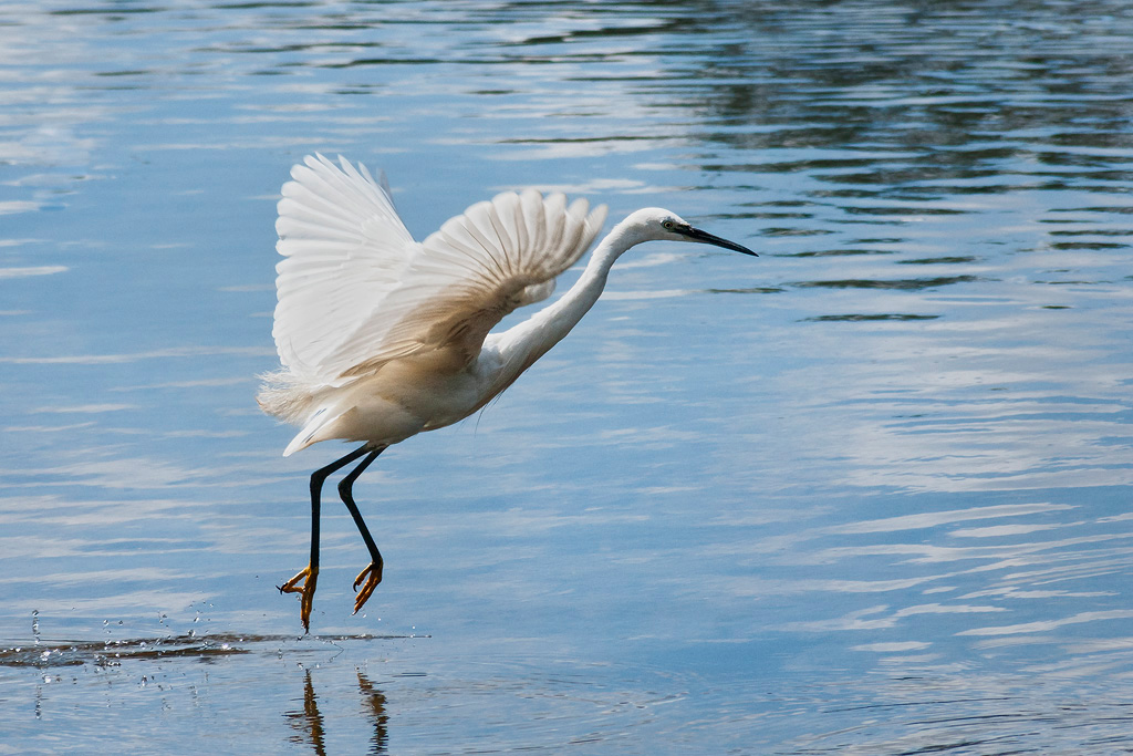 Little-Egret-in-Flight