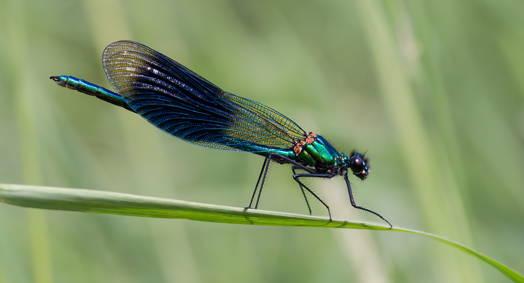Male Banded Demoiselle 20