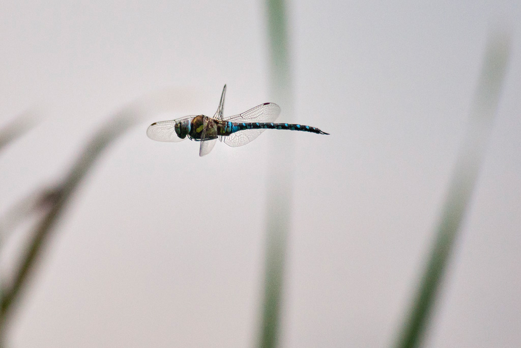 Male Common Hawker in Flight