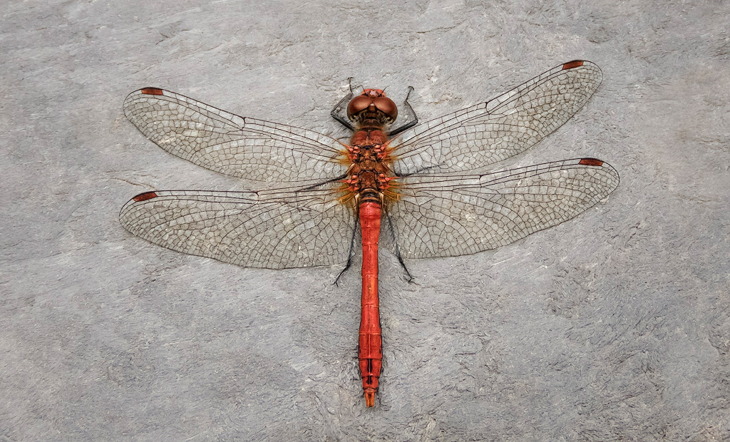 Male Ruddy Darter