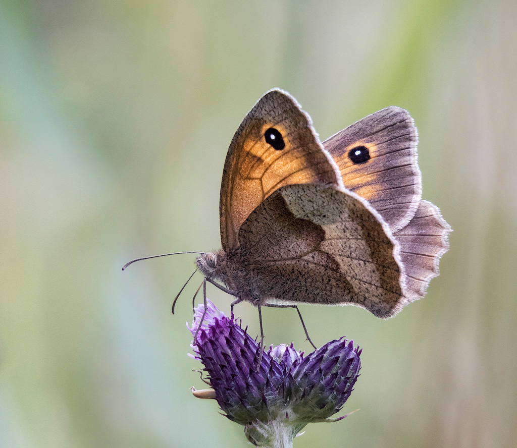 Meadow-Brown-on-Thistle