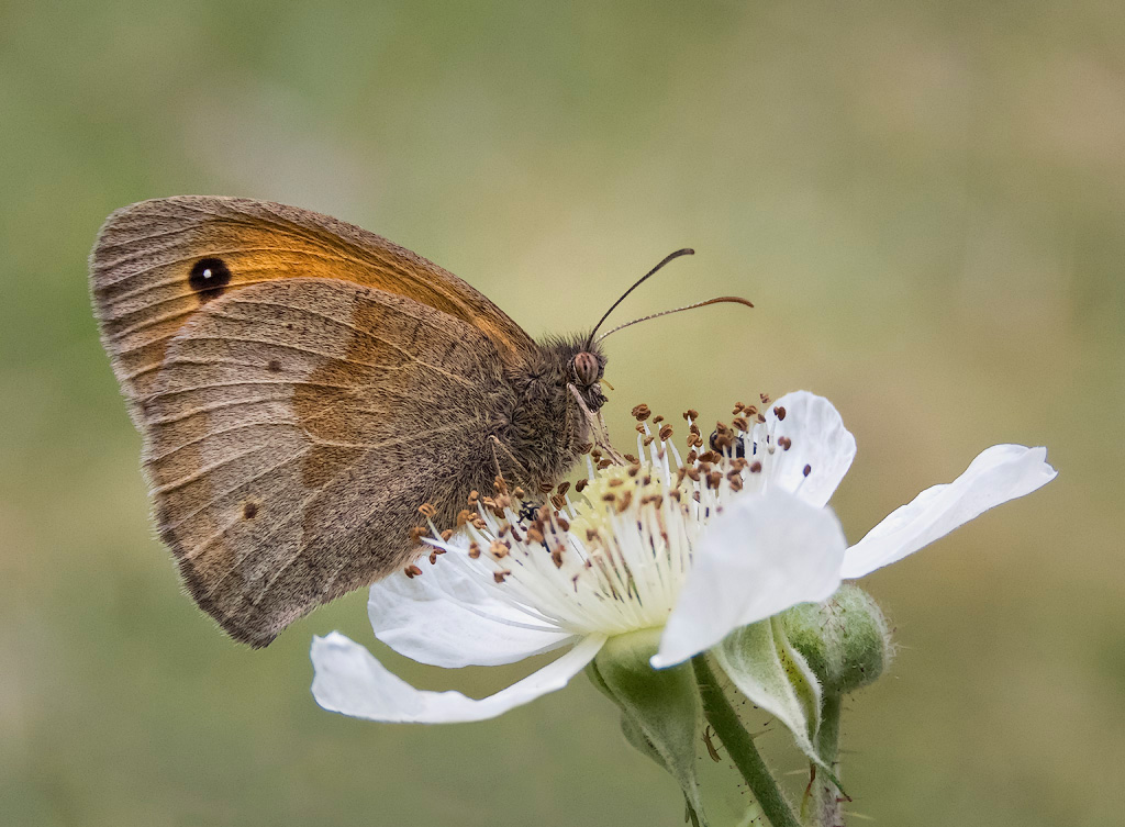 Meadow Brown 2