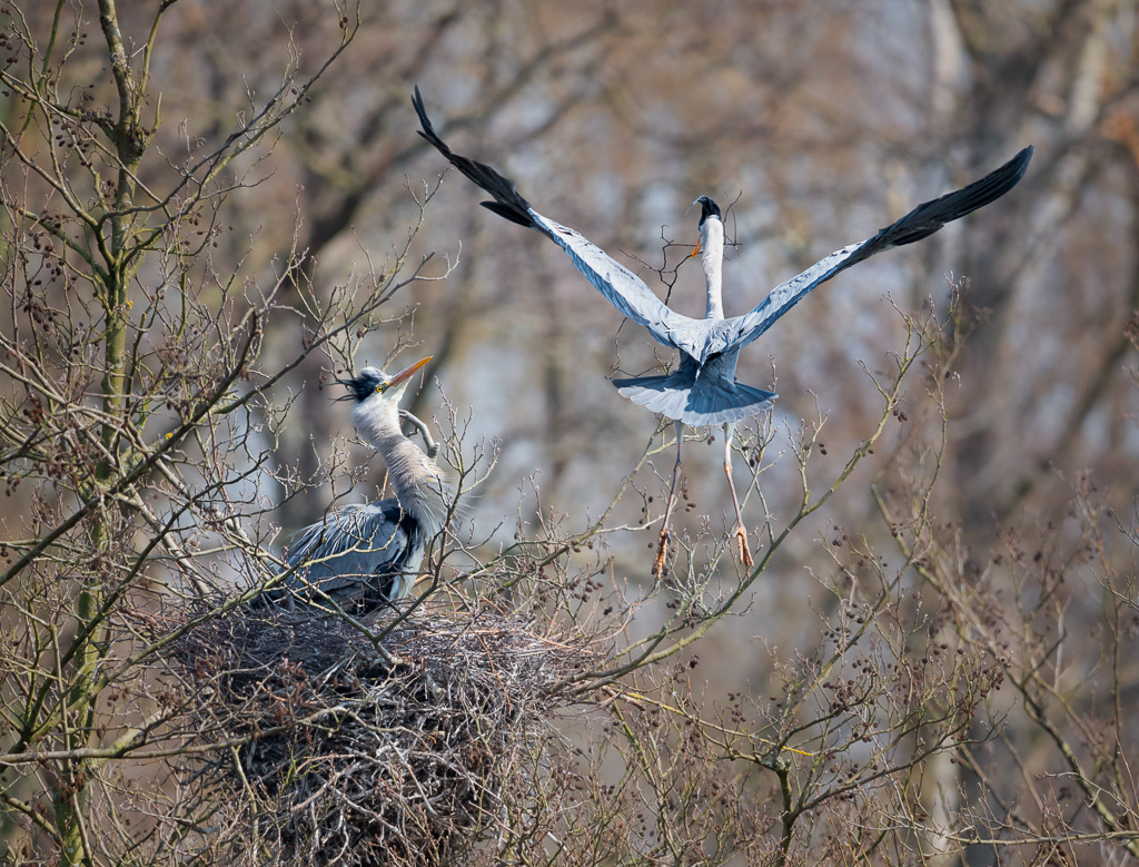 Nest Building 1