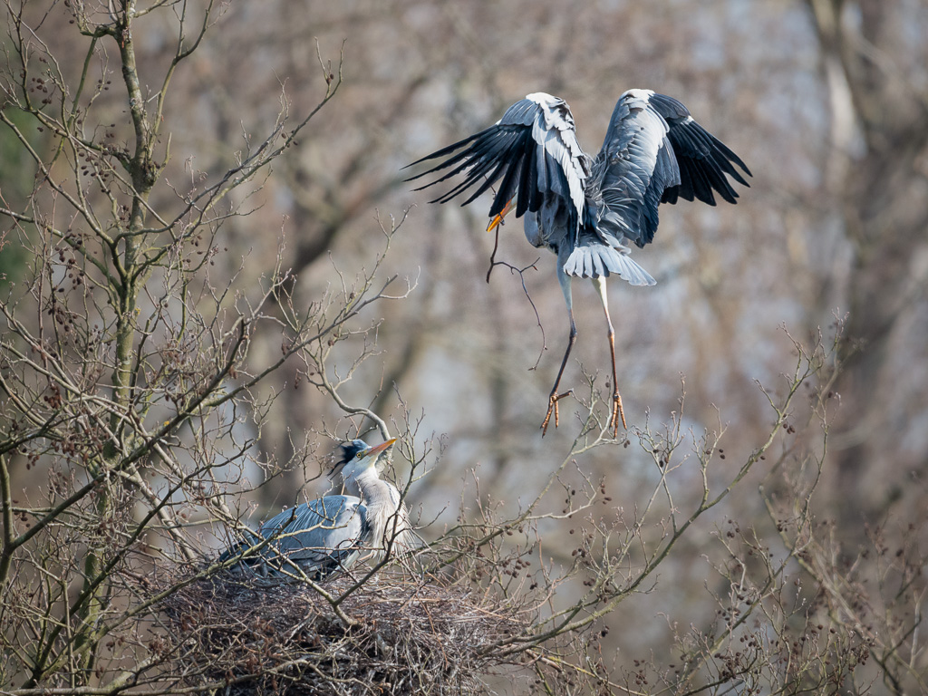 Nest Building 2