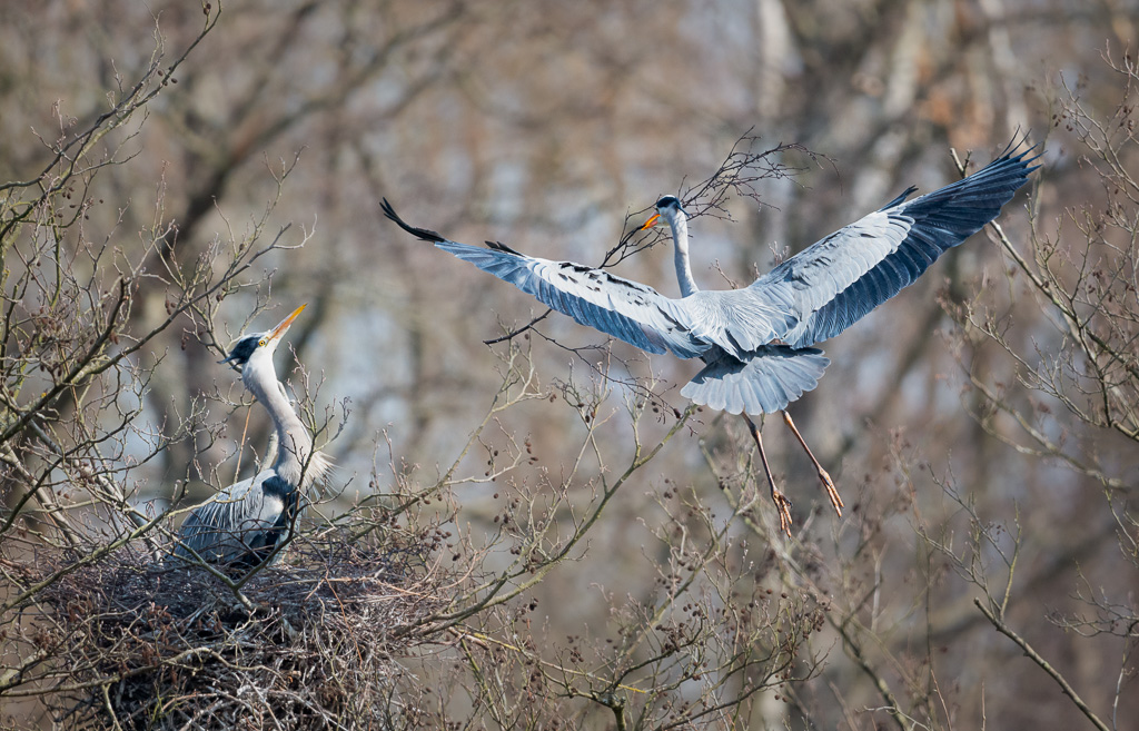 Nest Building 3