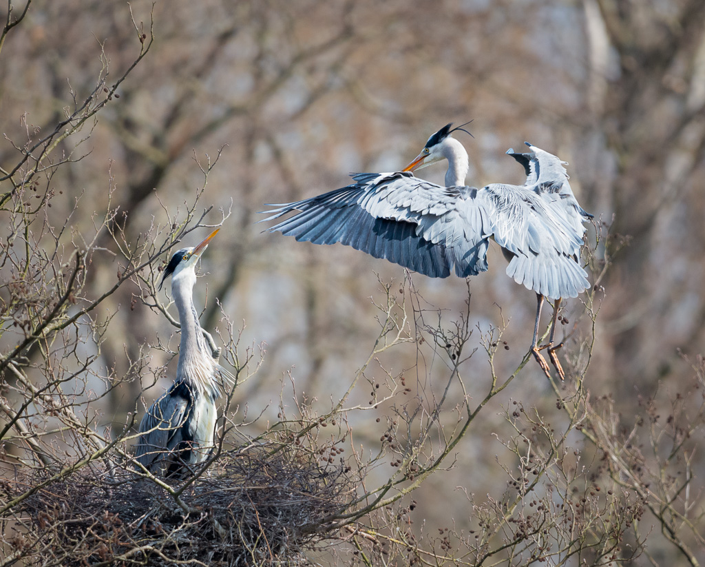 Nest Building 4