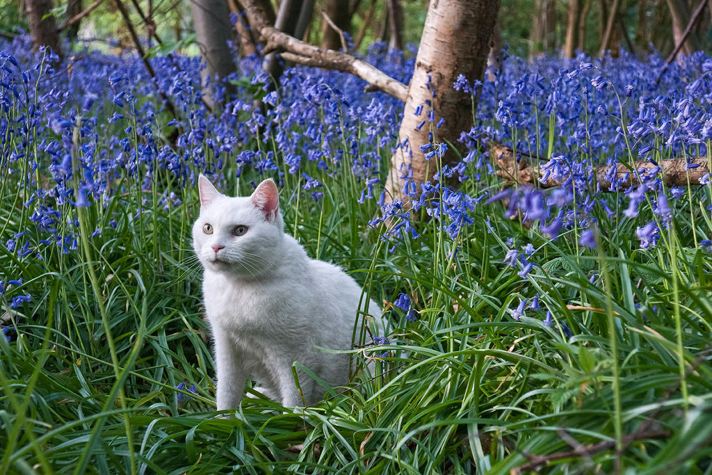 Purdy-and-Bluebells