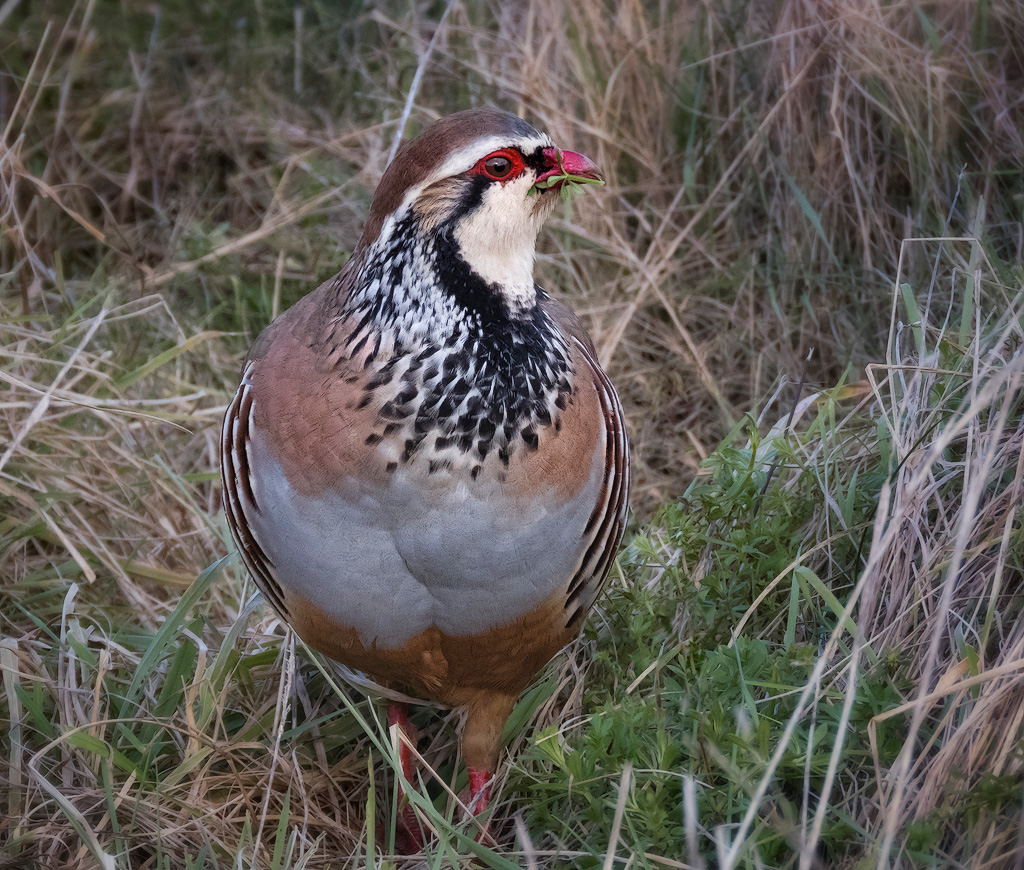 Red Legged Partridge