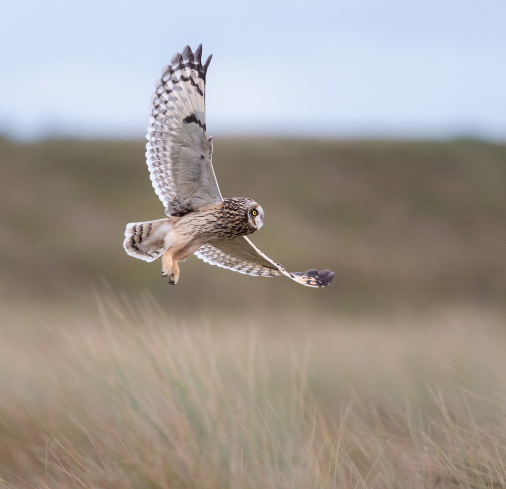 Sandwich Short-Eared Owl 5