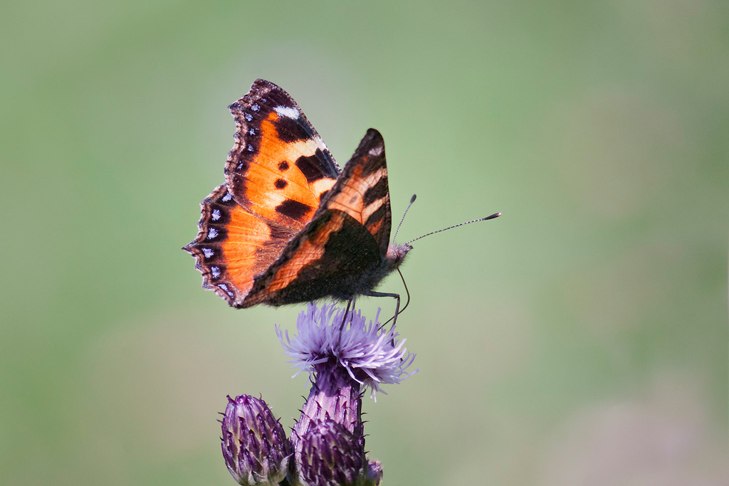Small-Tortoiseshell2