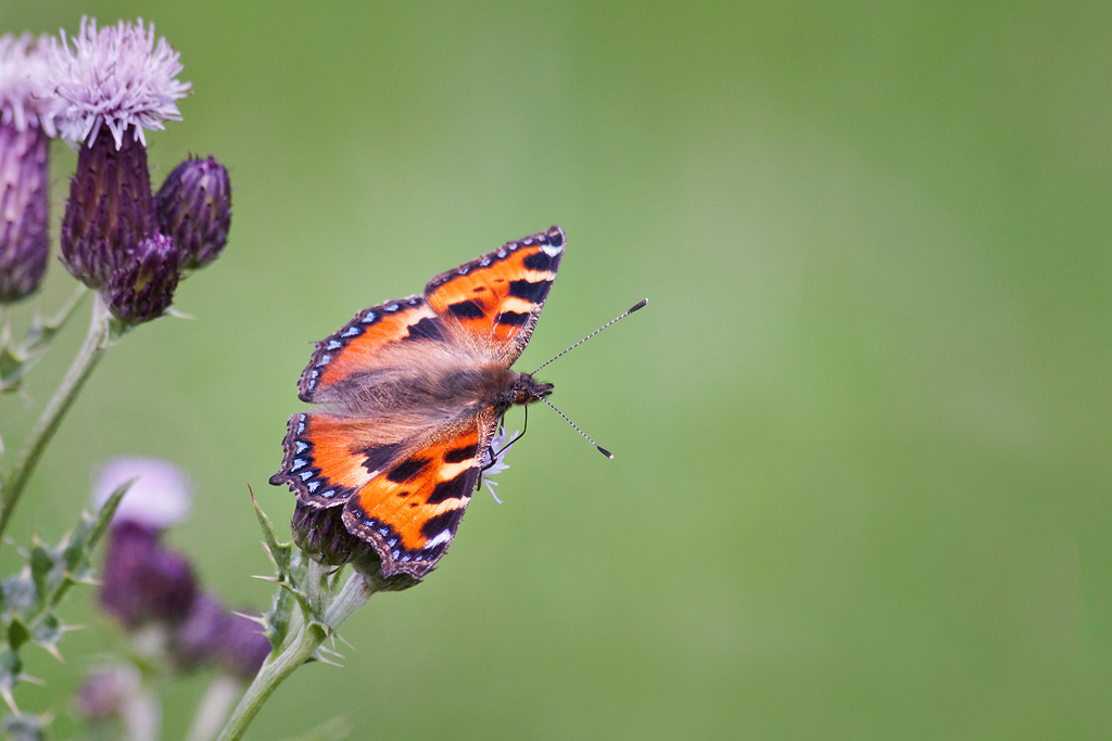 Small-Tortoiseshell3