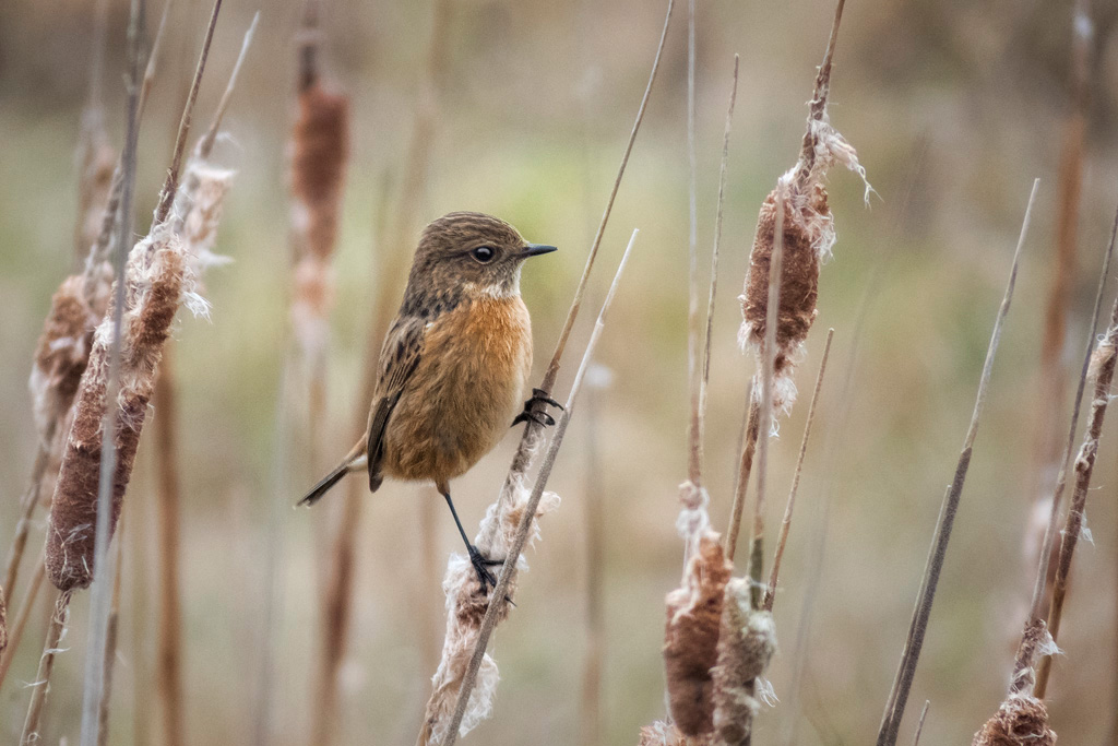 Stonechat 1