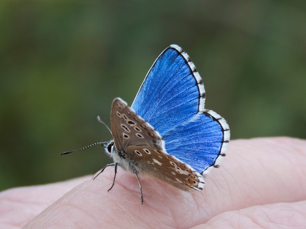 The Butterfly Whisperer