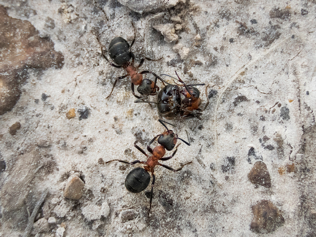 Wood Ants 1
