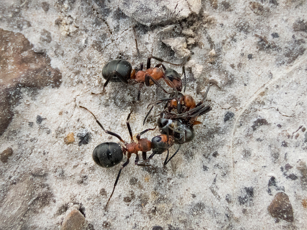 Wood Ants 2