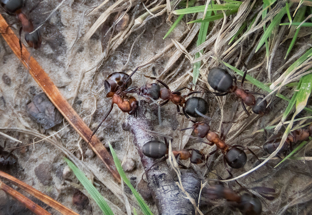 Wood Ants 3