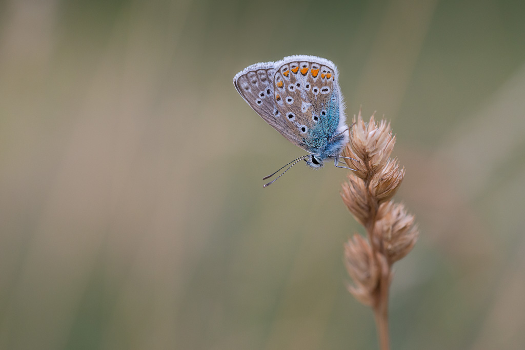 Common Blue 4