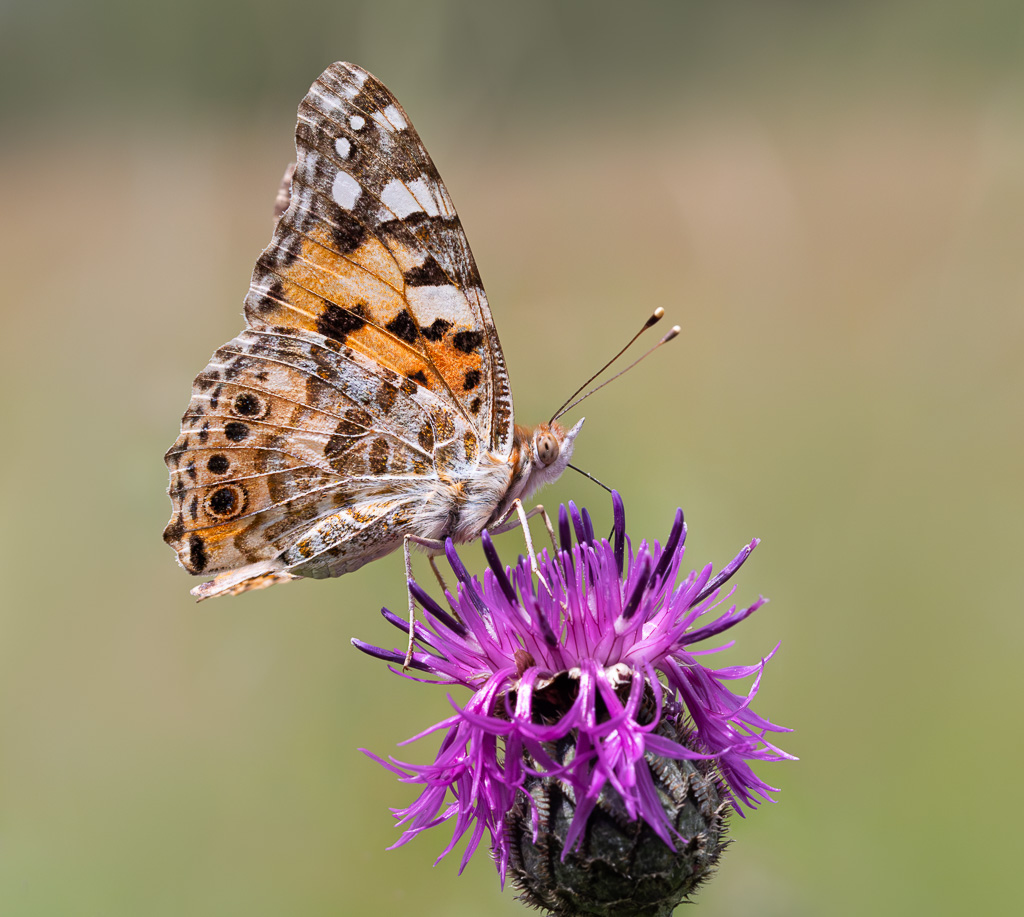Painted Lady 2