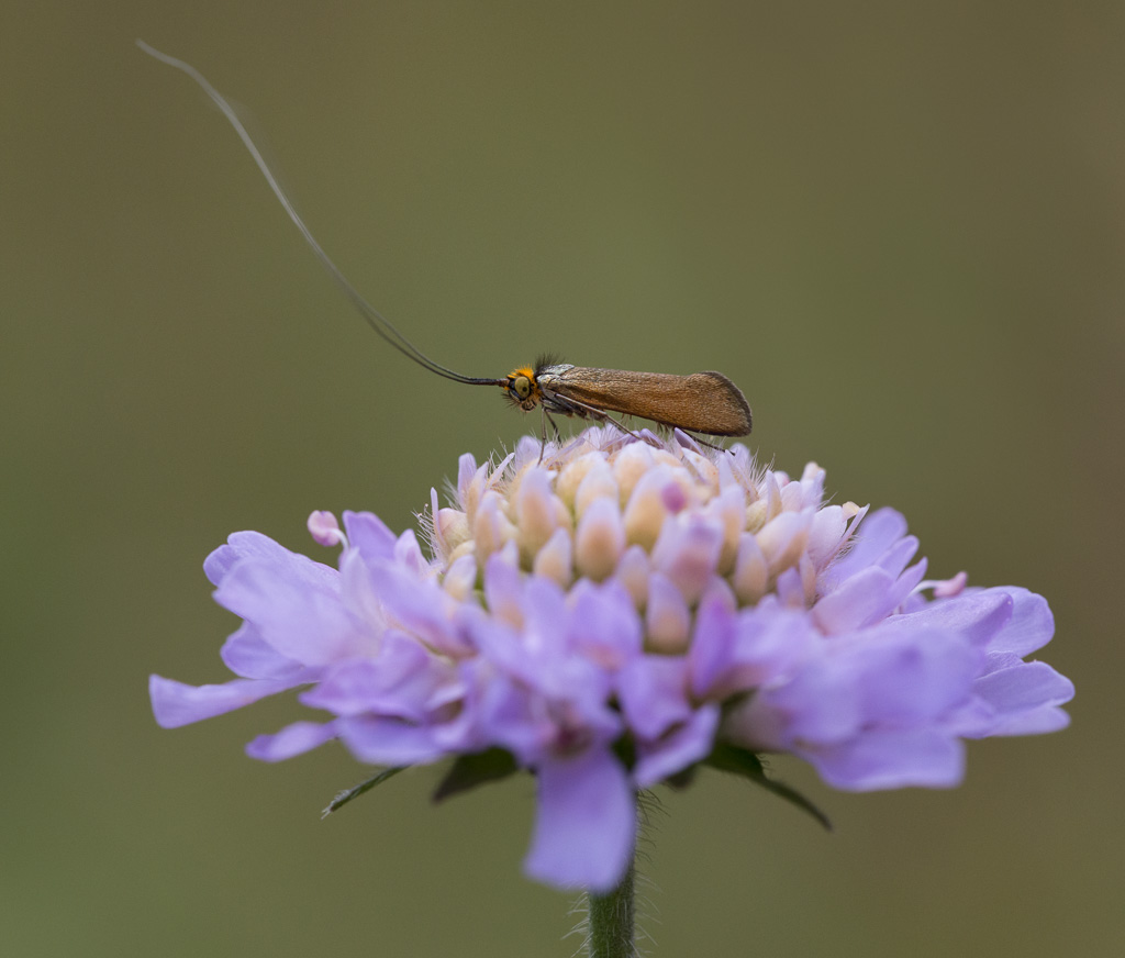 Brassy Longhorn Moth