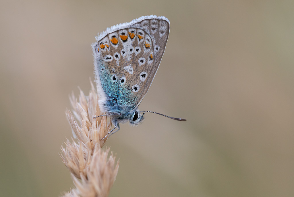 Common Blue 5
