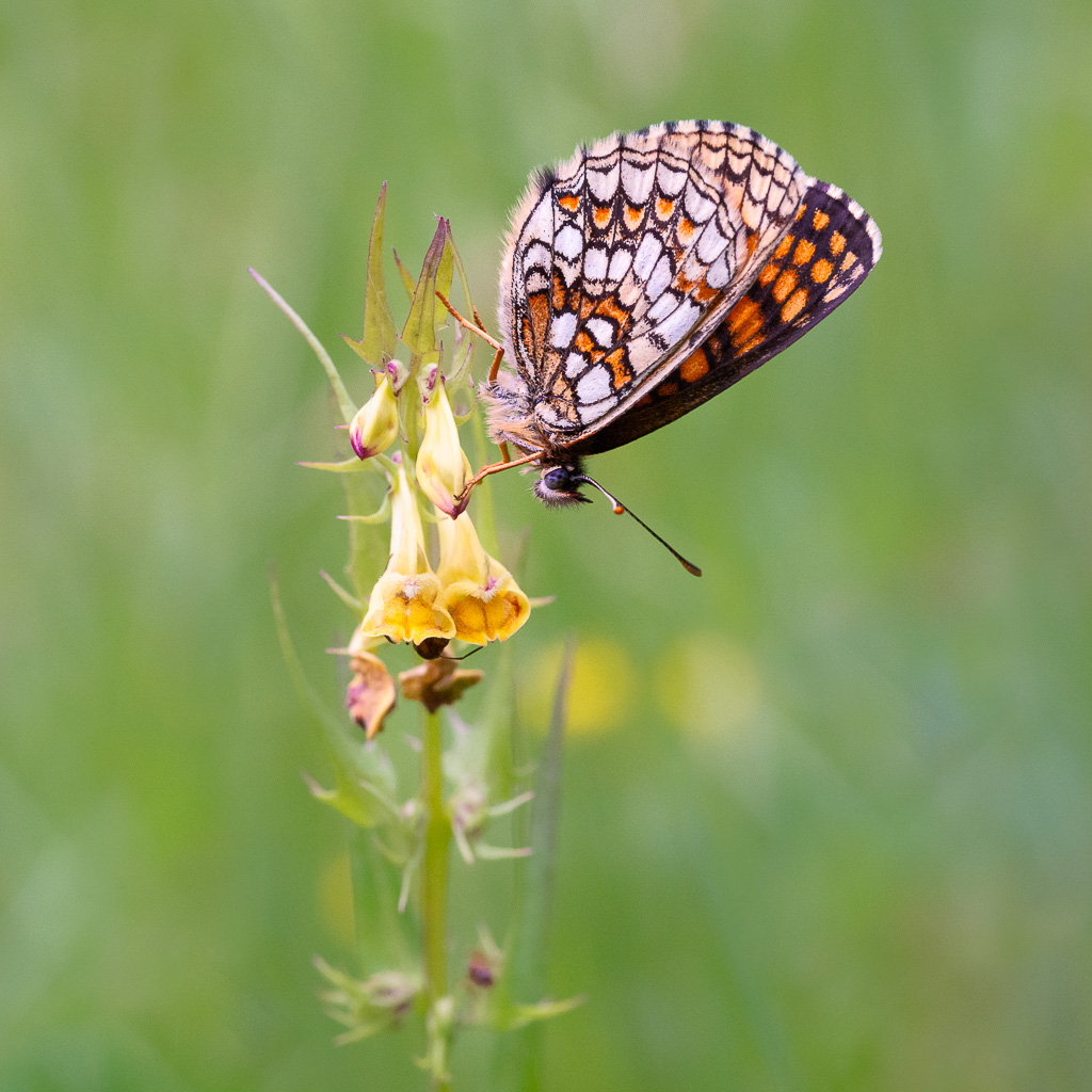 Heath Fritillary and Ant 1