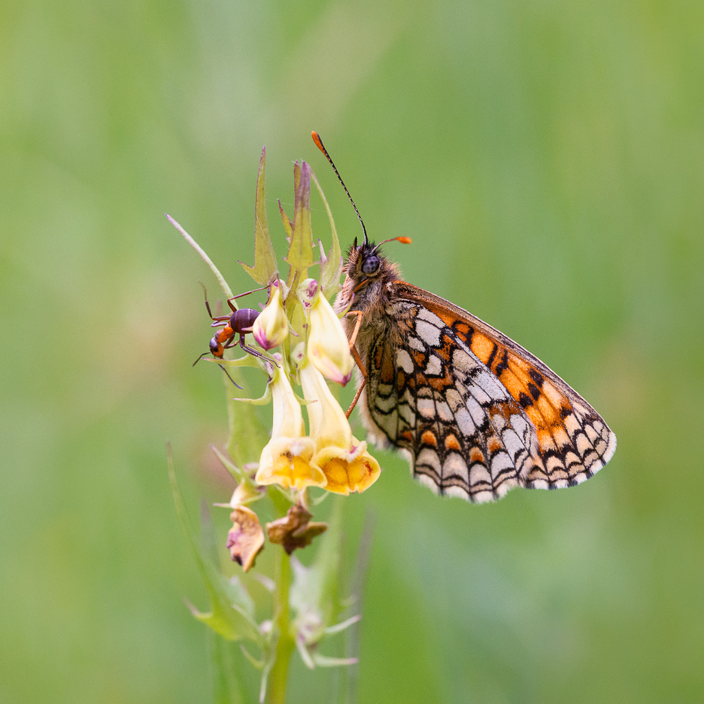 Heath Fritillary and Ant 2