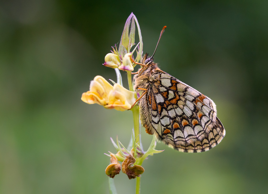 Heath Fritillary on Cow Wheat 2