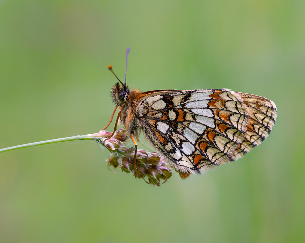 Heath Fritillary 12