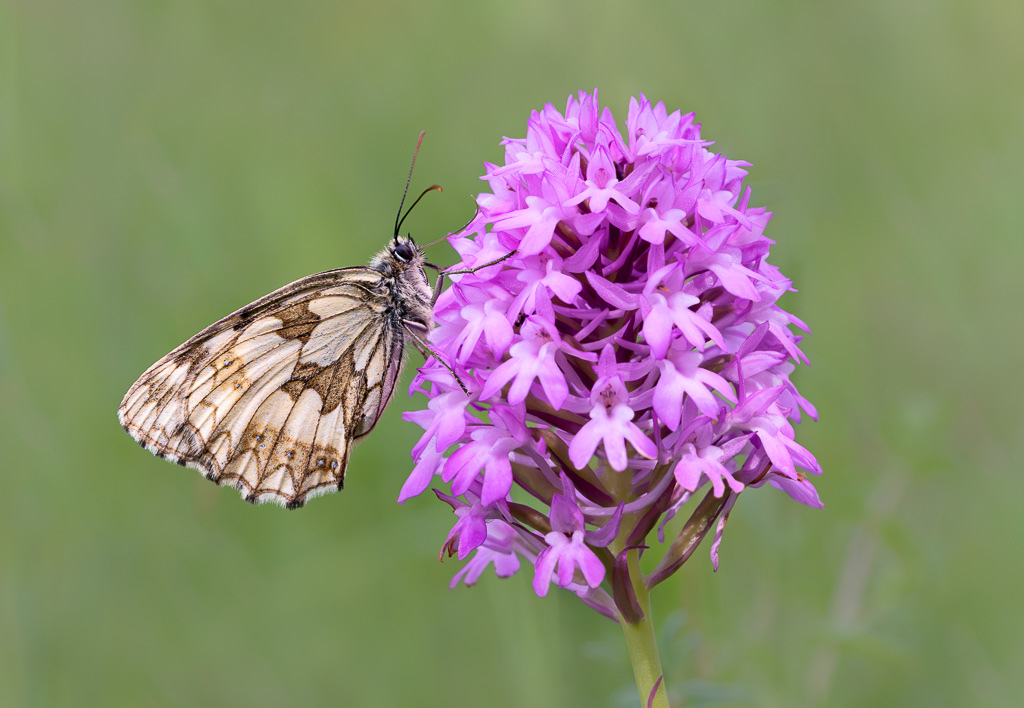 Marbled White on Orchid