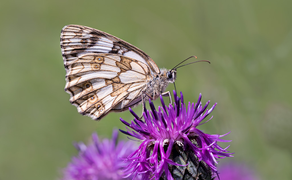 Marbled White 6