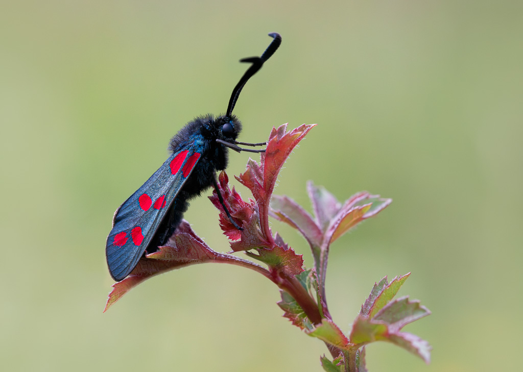Six Spot Burnet 6