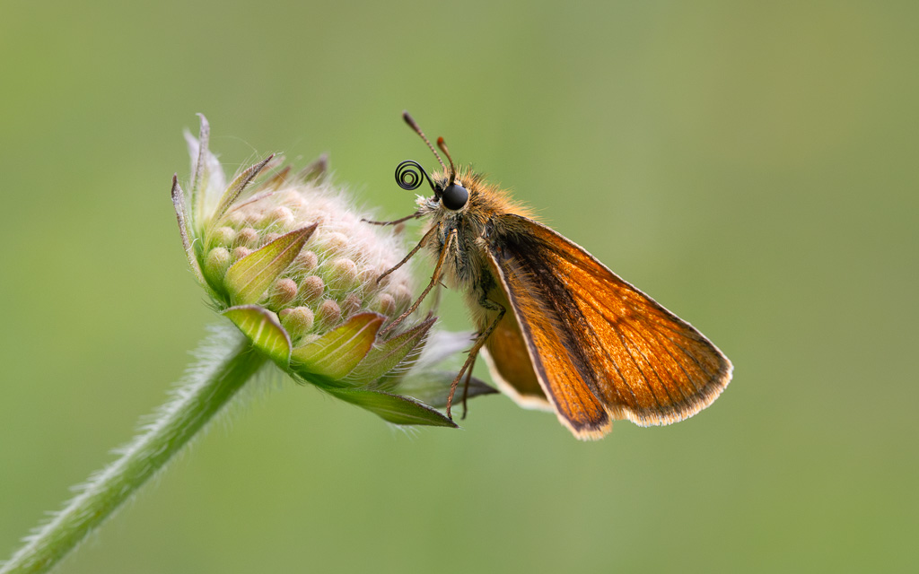 Small Skipper 4