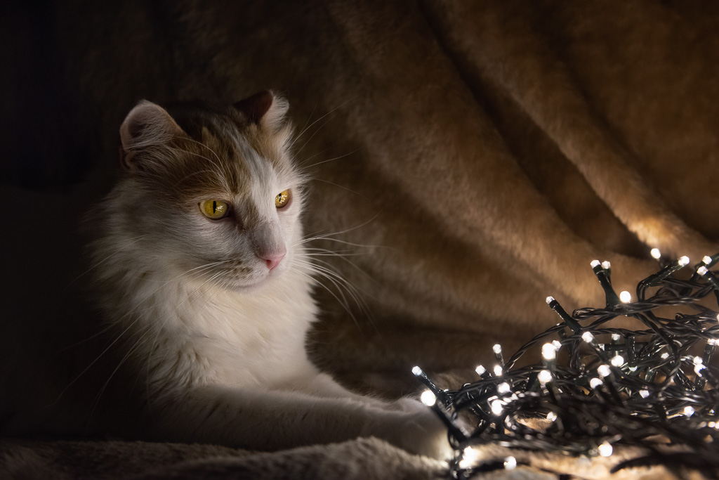 Buddy and Christmas Lights 4
