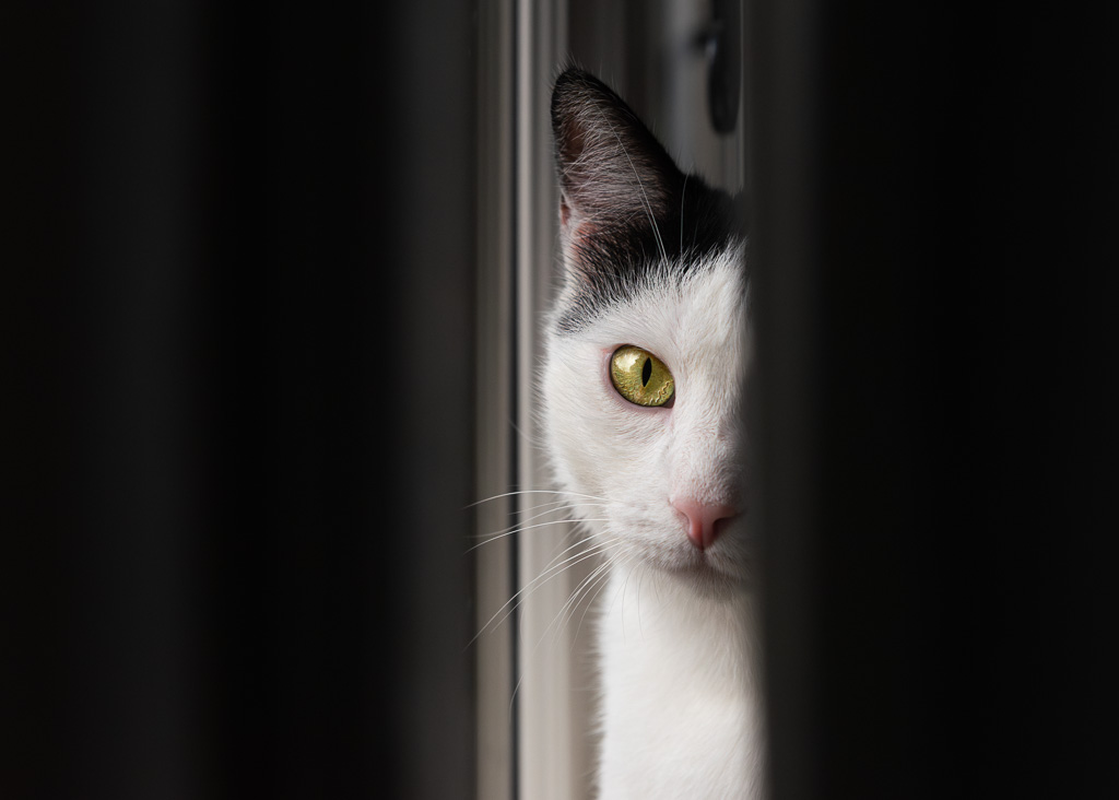 Felix behind the Curtain 3