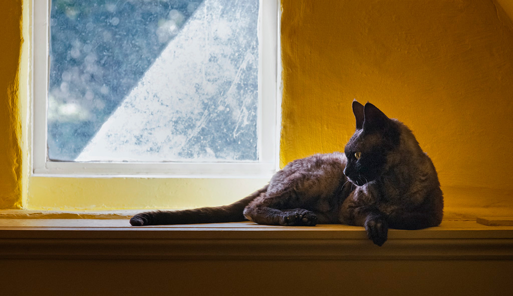 Gremlin in the Play Den