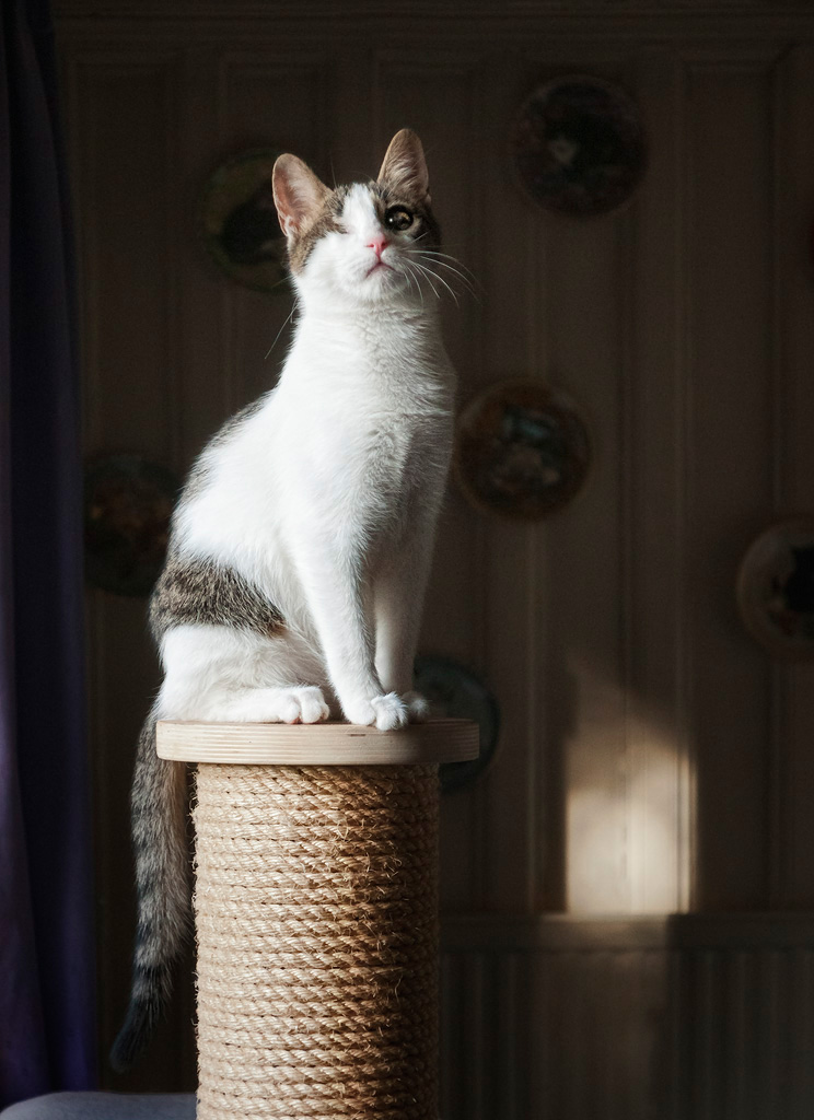 Vicky-on-the-Scratching-Post2