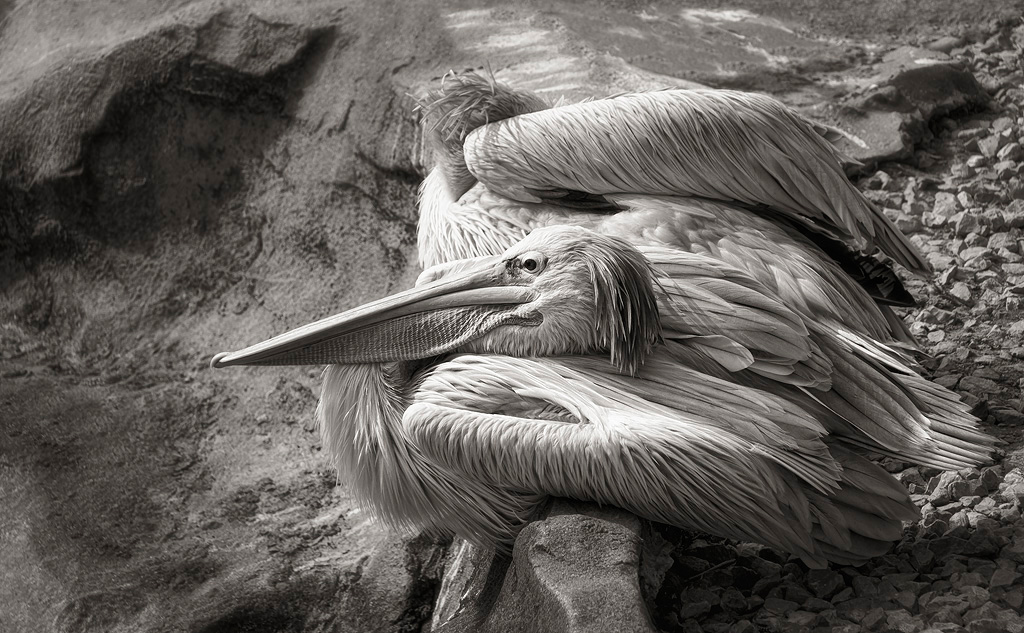 Pelicans